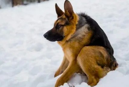 卡西莫多犬身体正常吗 卡西莫多犬怎么培育的