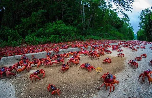 旅行无意发现这幕:近看惊呆了!(组图)