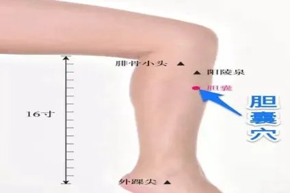 胆囊经络在哪个位置图