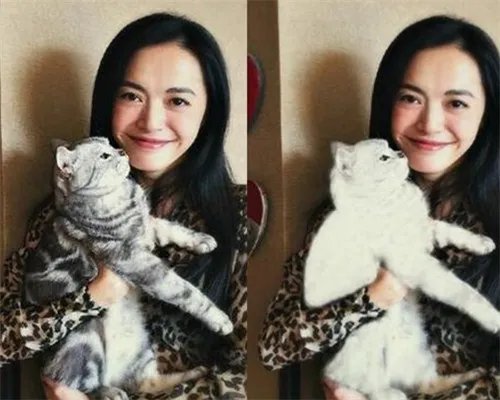 姚晨晒照怀抱猫咪引热议 盘点其离婚真相