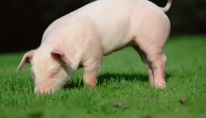 猪宝是什么东西