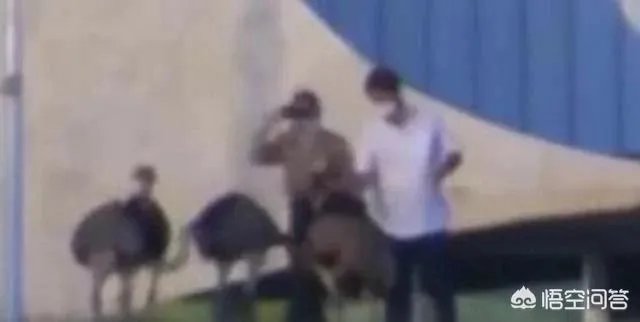 怎么看巴西总统被鸵鸟咬伤?