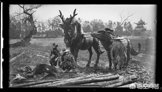 贵州回应山里有“龙吟”，世界上真的有龙的存在吗？