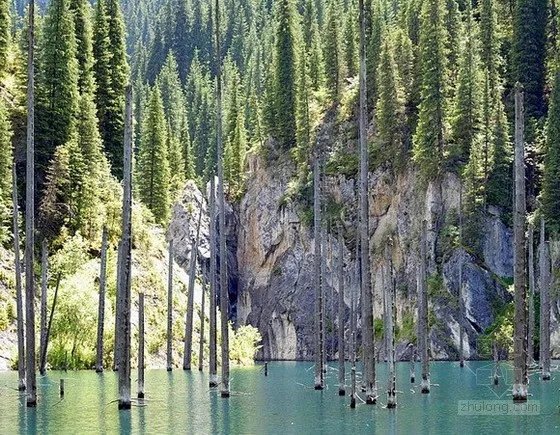 科学家发现大片隐形森林 地球上七座最奇特森林盘点