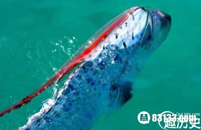 神奇动物伴随地震和海啸 皇带鱼的恐怖传说