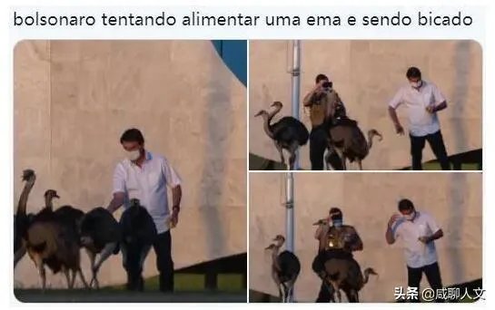 怎么看巴西总统被鸵鸟咬伤?