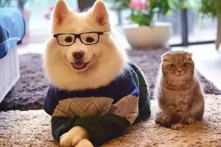 铲屎官是什么意思