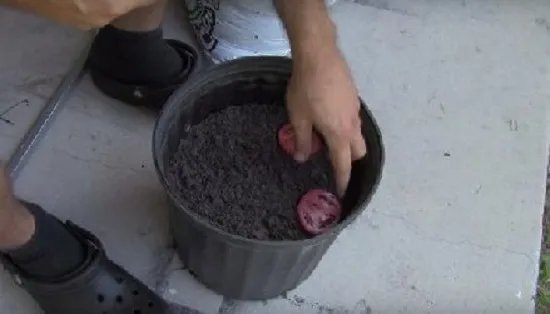 男子把西红柿片放盆中 神奇了(组图)