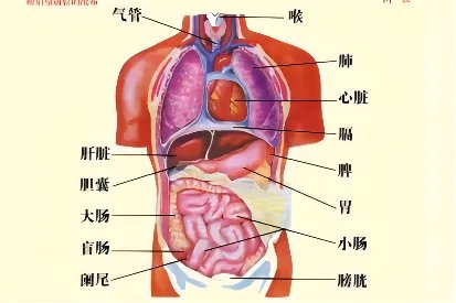 人体器官分布高清图