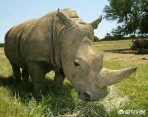 白犀牛真的是世界上最大的犀牛吗？