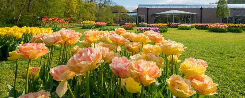 郁金香花期有多长 郁金香花期多少天