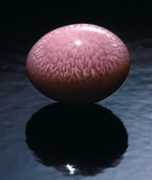 海螺珠是什么？和珍珠有什么区别？