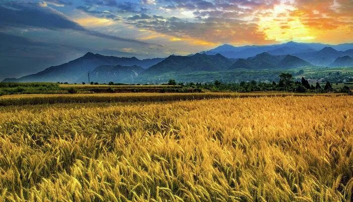 春种一粒粟全诗拼音