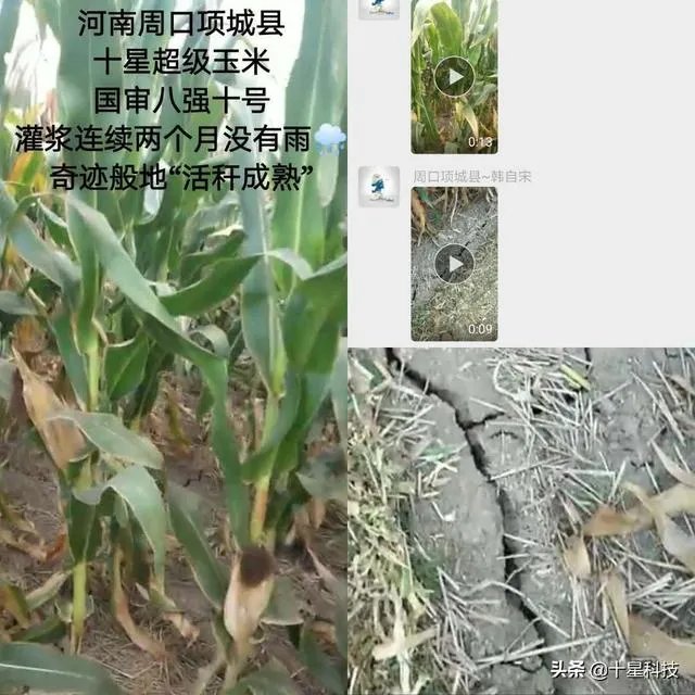 今天全国项城天气查询