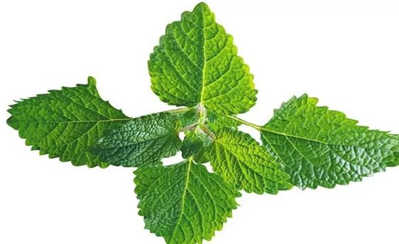 薄荷叶怎么吃？薄荷叶的吃法