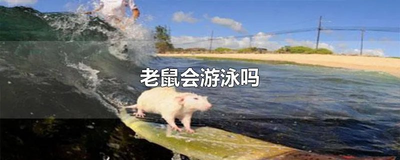 老鼠会游泳吗