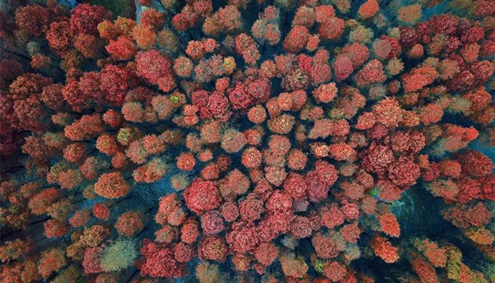 水杉是什么植物 水杉是什么植物生物