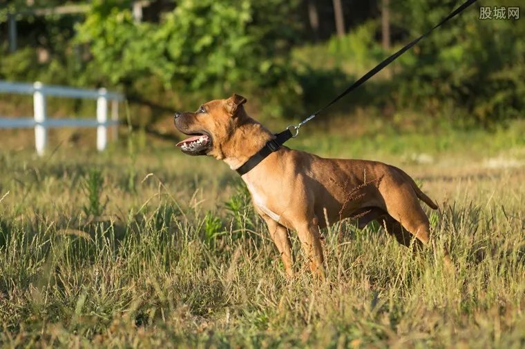 纯种比特犬多少钱 2018比特犬多少钱一只