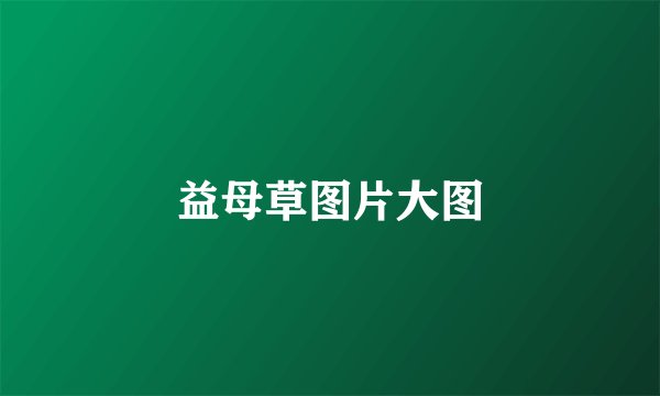 益母草图片大图