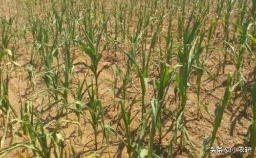 今天全国项城天气查询