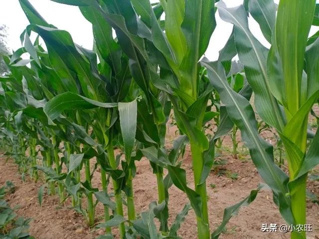 今天全国项城天气查询