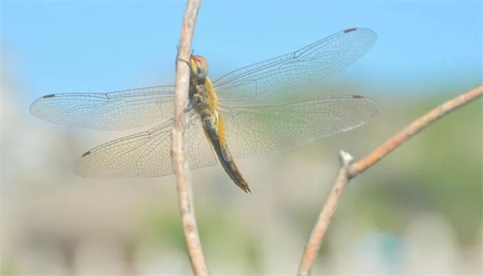 早有蜻蜓立上头的头是什么意思 早有蜻蜓立上头的头的意思是什么