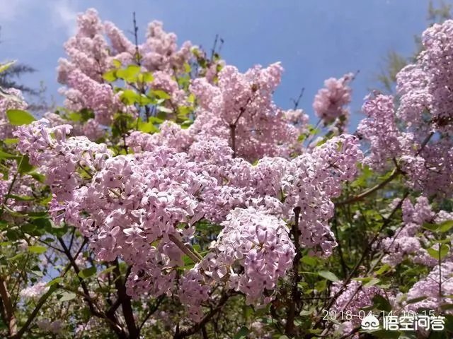 上联:春风似剪，剪开红花数万朵。求下联？