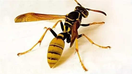 马蜂和虎头蜂的区别图片？