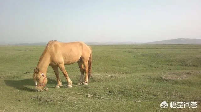 张家口市沽源县有哪些好玩的地方值得推荐？