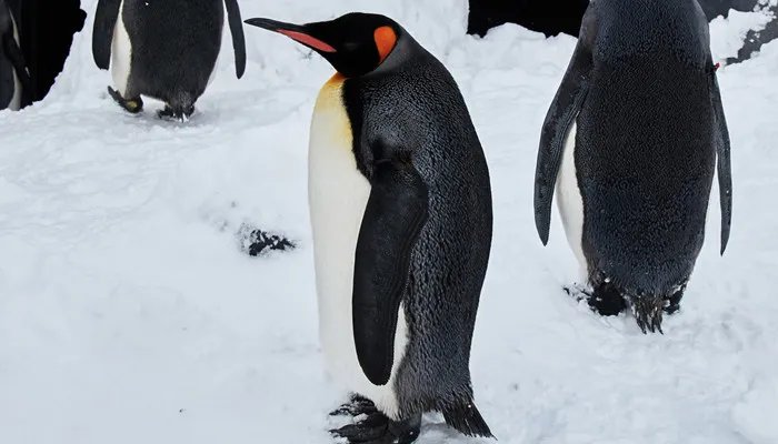 企鹅是鸟类吗 企鹅是鸟类吗还是兽类