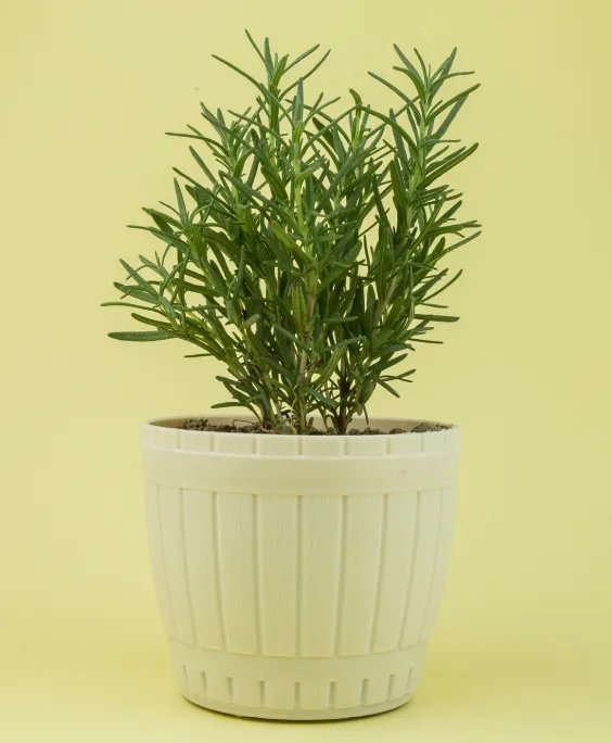 代表友情的花 象征友情的花及花语