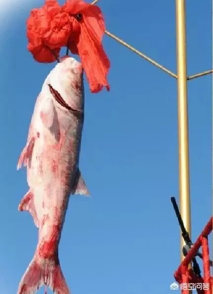 #查干湖冬捕#迄今为止,查干湖最大的头鱼有多重?