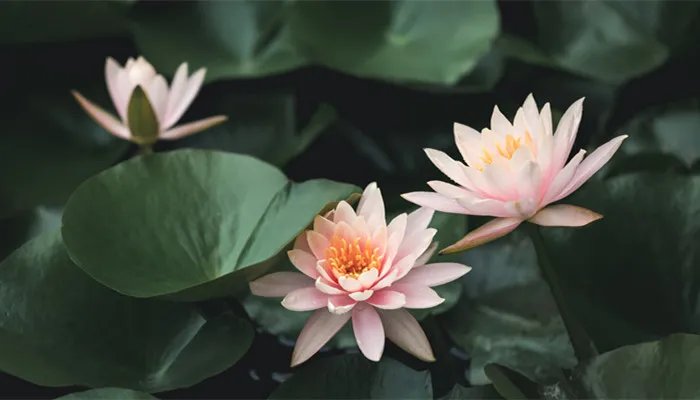 黑莲花是什么意思 黑莲花是什么意思呢