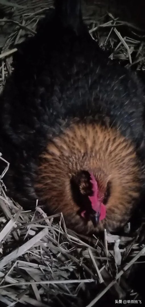 新冠疫情结束后，你最想做的事情是什么？