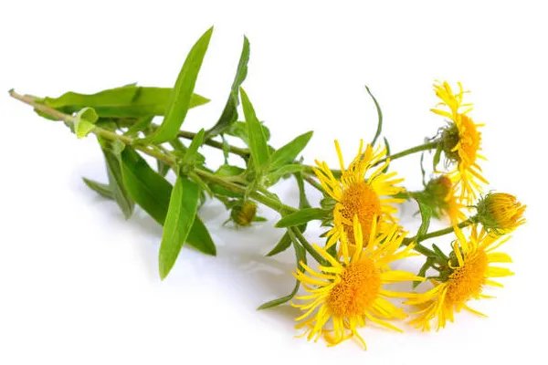 旋覆花的功效与作用