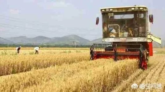 如何判断小麦成熟程度？