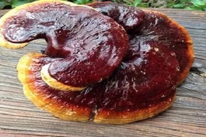 草灵芝图片及药用价值