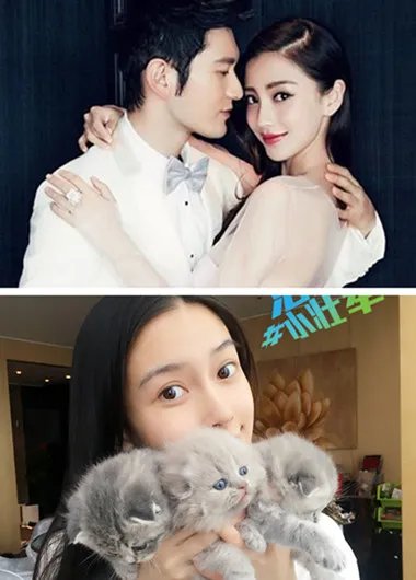 baby被炮轰没脑子 网友劝她放弃养折耳猫