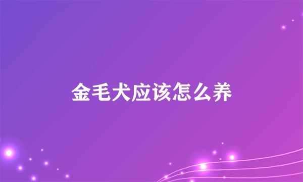 金毛犬应该怎么养