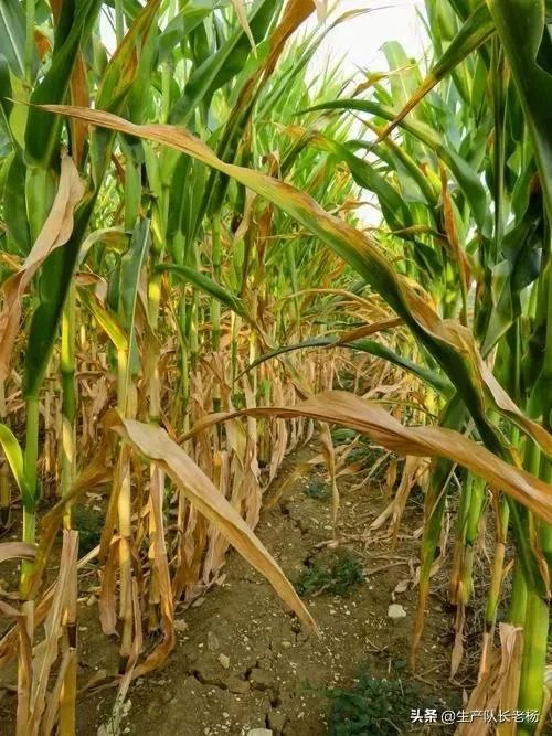 今天全国项城天气查询