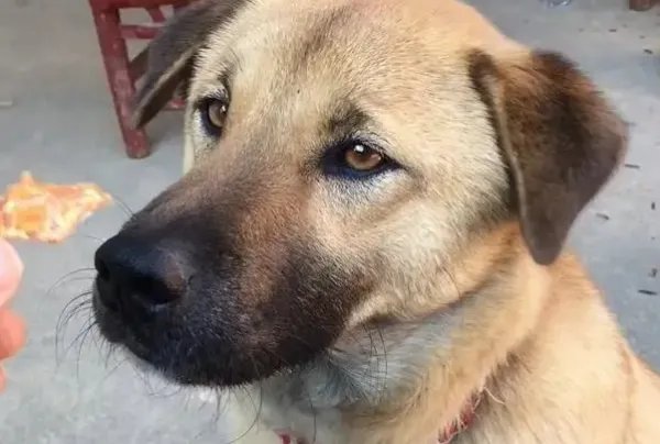 两男子持棍打狗，女子哭泣阻拦，男子为何这么做？他们的行为有多恶劣？