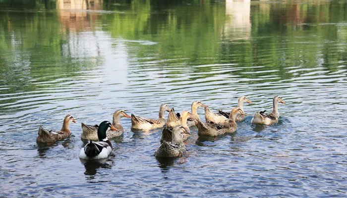 抓鸭子是什么梗 抓鸭子是什么意思