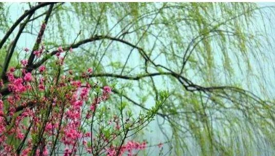 代表春天的图片