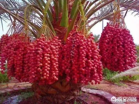 上联:春风似剪，剪开红花数万朵。求下联？