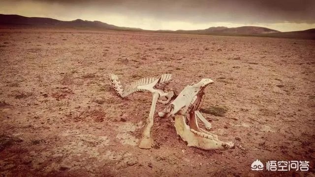 去西藏有什么意义