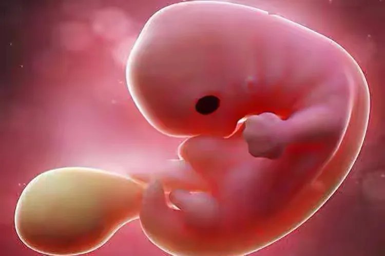 怀孕60天真实胎儿图