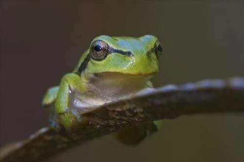 两栖动物有哪些?