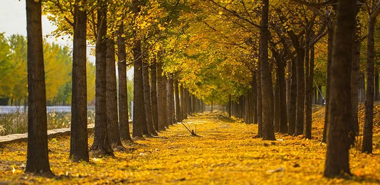 秋天6个节气分别是什么？秋季节气顺序和时间
