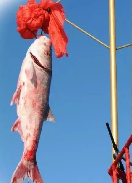 #查干湖冬捕#迄今为止,查干湖最大的头鱼有多重?