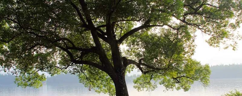 灌木和乔木区别 灌木和乔木区别在哪